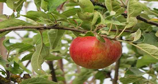 سیب گلاب برای چی خوبه ؛ ایا خوردن سیب گلاب برای لاغری مفید است