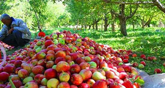 سیب گلاب و لاغری ؛ خوردن سیب گلاب پخته برای چربی سوزی شکم