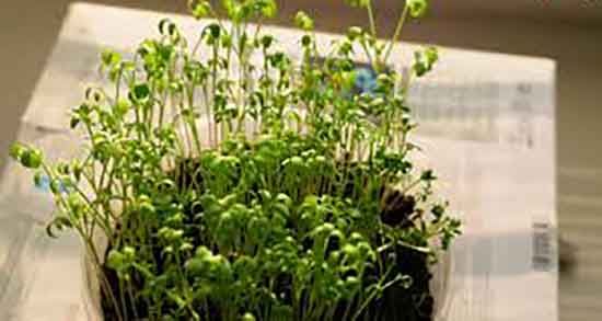 شاهی برای عروس هلندی و فواید مصرف شاهی برای پرندگان و مرغ عشق شاهی برای عروس هلندی ؛ فواید مصرف شاهی برای پرندگان و مرغ عشق