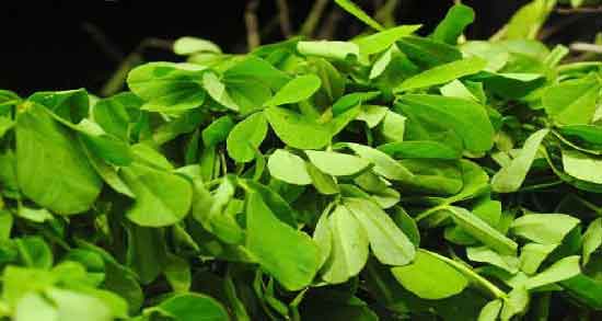 شنبلیله برای درمان چسبندگی رحم و خاصیت دارویی شنبلیله برای درمان چسبندگی رحم شنبلیله برای درمان چسبندگی رحم ؛ خاصیت دارویی شنبلیله برای درمان چسبندگی رحم