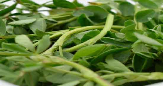 شنبلیله برای دیابت و فواید مصرف شنبلیله برای کاهش قند خون شنبلیله برای دیابت ؛ فواید مصرف شنبلیله برای کاهش قند خون