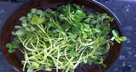 شنبلیله برای قند خون ؛ تاثیر مصرف شنبلیله برای تنظیم قند خون