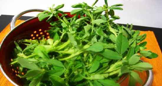 شنبلیله برای چاقی صورت و فواید استفاده از شنبلیله برای چاق شدن صورت شنبلیله برای چاقی صورت ؛ فواید استفاده از شنبلیله برای چاق شدن صورت