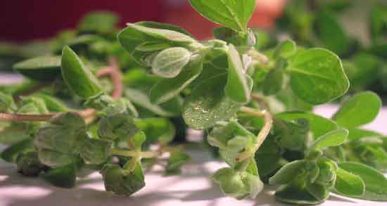 شنبلیله برای چی خوبه ؛ برای درمان کدام بیماری مصرف شنبلیله مفید است