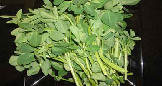شنبلیله در بارداری ؛ خواص و مضرات استفاده از شنبلیله برای زن باردار