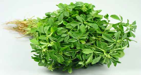 شنبلیله در طب سنتی و خواص و مضرات مصرف از نظر طب سنتی شنبلیله در طب سنتی ؛ خواص و مضرات مصرف از نظر طب سنتی