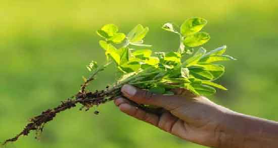 شنبلیله و درمان دیابت و کاهش و تنظیم سطح قند خون با مصرف شنبلیله شنبلیله و درمان دیابت ؛ کاهش و تنظیم سطح قند خون با مصرف شنبلیله