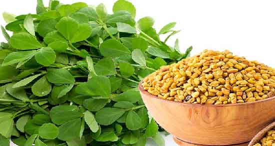 شنبلیله و دیابت ؛ فواید و مضرات مصرف شنبلیله برای افراد دیابتی