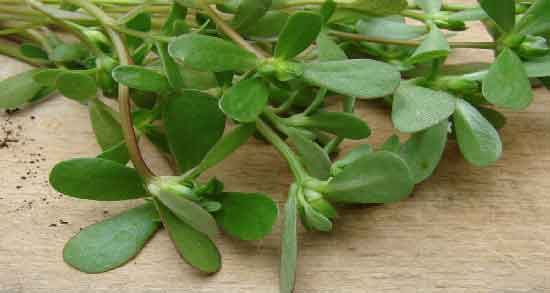 شنبلیله و رویش مجدد مو ؛ فواید استفاده از شنبلیله برای افزایش رشد مو