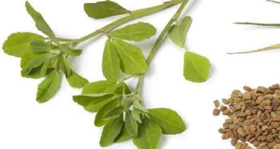 شنبلیله و فشار خون ؛ تاثیر مصرف شنبلیله برای کاهش فشار خون بالا
