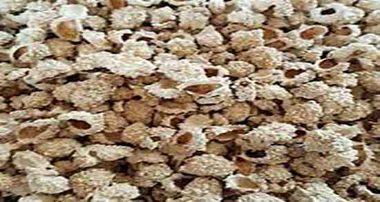 شکر تیغال چیست ؛ عوارض شکر تیغال چیست + نام دیگر شکر تیغال چیه