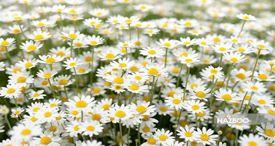 شکل گیاه بابونه در عطاری ؛ شکل ظاهری گیاه بابونه شیرازی در عطاری