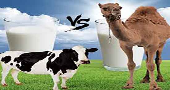 شیر شتر برای دیابت خوب است ؛ خواص شیر شتر برای کنترل قند خون