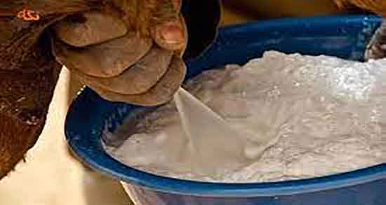 شیر شتر برای نوزاد ؛ ایا خوردن شیر شتر برای کودکان مفید است