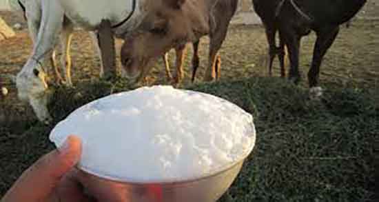 شیر شتر برای کبد چرب ؛ خواص مصرف شیر شتر برای درمان کبد چرب