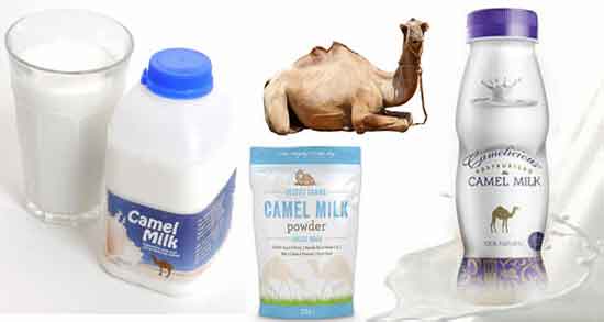 شیر شتر در طب سنتی ؛ خواص و عوارض شیر شتر در طب اسلامی