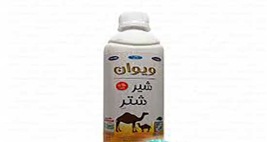 شیر شتر و خواص آن ؛ خواص مصرف شیر شتر برای درمان زخم معده