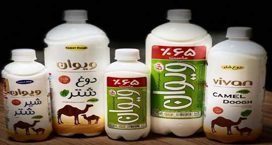 شیر شتر و درمان سرطان ؛ خواص شیر شتر برای درمان سرطان خون