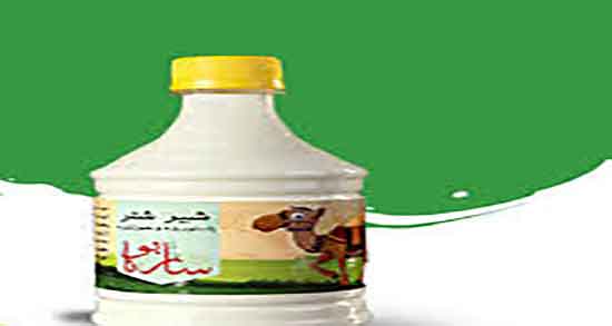 شیر شتر و دیابت ؛ خواص مصرف شیر شتر برای کنترل دیابت بارداری