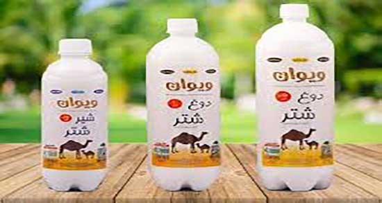 شیر شتر و سرطان ؛ ایا شیر شتر برای درمان بیماری سرطان مفیده