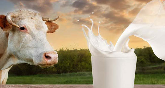 شیر گاو در رژیم کتوژنیک ؛ خاصیت شیر گاو در رژیم کتوژنیک چیست