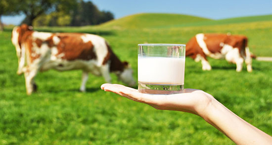 شیر گاو و دیابت ؛ خاصیت شیر گاو بدون لاکتوز در دیابت بارداری