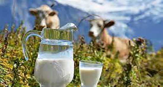 شیر گاو چند درصد چربی دارد ؛ مصرف یک لیوان شیر گاو چقدر چربی دارد