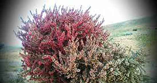 طبع انزروت و طبیعت گیاه انزروت از نظر طب سنتی گرم است یا سرد طبع انزروت ؛ طبیعت گیاه انزروت از نظر طب سنتی گرم است یا سرد