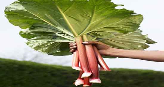 طبع برگ ریواس و طبیعت برگ ریواس برای بدن سرد است یا گرم طبع برگ ریواس ؛ طبیعت برگ ریواس برای بدن سرد است یا گرم