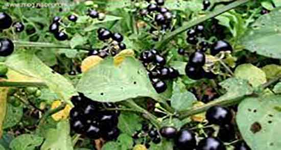 طبع تاجریزی ؛ طبع گیاه تاجریزی در طب سنتی برای بدن سرد است یا گرم