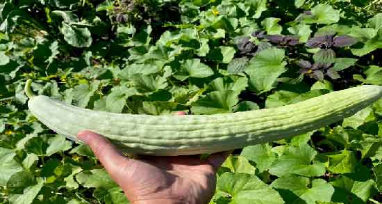 طبع خیار چنبر روازاده ؛ از نظر حکیم روازاده طبع خیار چنبر چگونه است