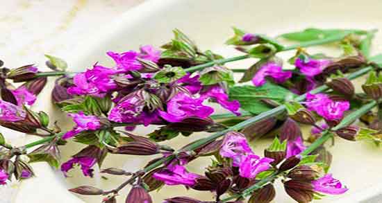 طبع دمنوش مریم گلی ؛ ایا طبع گیاه مریم گلی خشک شده گرم است