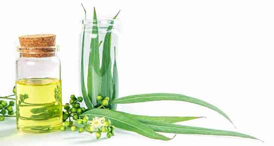 طبع روغن اکالیپتوس ؛ طبع روغن اکالیپتوس از نظر طب سنتی چیه