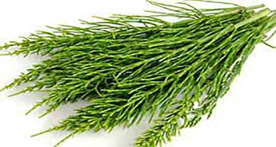 طبع روغن دم اسب ؛ ایا طبع روغن دم اسب از نظر طب سنتی سرد است
