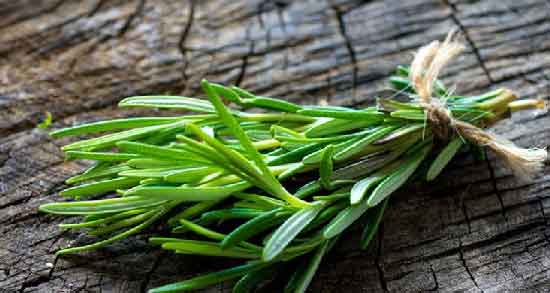 طبع روغن رزماری و بررسی خواص درمانی و طبع روغن رزماری طبع روغن رزماری ؛ بررسی خواص درمانی و طبع روغن رزماری