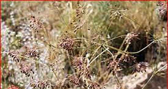 طبع زیره کوهی ؛ طبیعت زیره کوهی برای بدن سرد است یا گرم