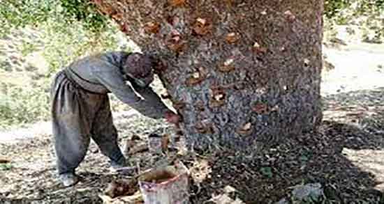 طبع سقز ؛ طبع سقز از نظر طب سنتی برای بدن سرد است یا گرم