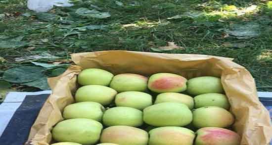 طبع سیب درختی ؛ طبع سیب درختی از نظر طب سنتی گرم است یا سرد
