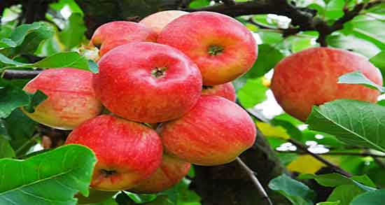 طبع سیب گلاب ؛ طبع سیب گلاب از نظر طب سنتی سرد است یا گرم
