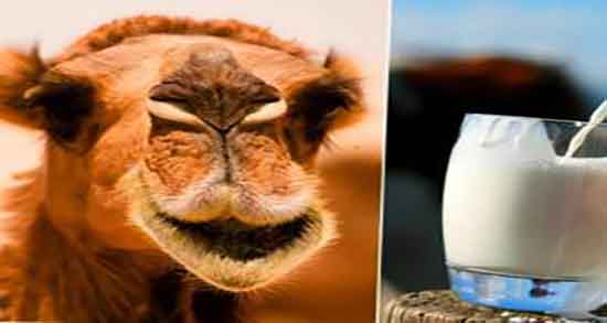 طبع شیر شتر ؛ طبع شیر شتر از نظر طب سنتی گرم است یا سرد