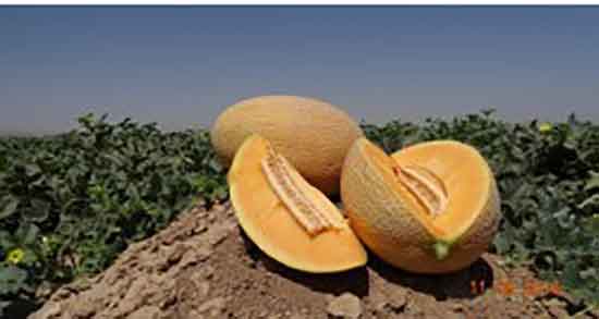 طبع ملون در طب سنتی و ایا طبیعت ملون سبز برای بدن سرد است یا گرم طبع ملون در طب سنتی ؛ ایا طبیعت ملون سبز برای بدن سرد است یا گرم