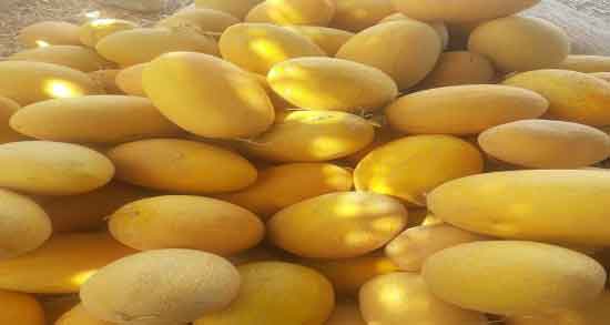 طبع ملون گرم است یا سرد و طبیعت ملون از نظر طب سنتی چیست طبع ملون گرم است یا سرد ؛ طبیعت ملون از نظر طب سنتی چیست