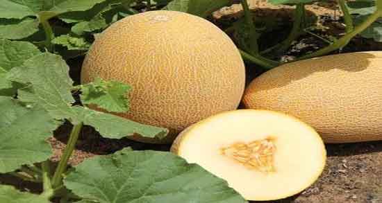 طبع ملون گرمه یا سرده ؛ طبیعت میوه ملون برای بدن سرد است با گرم