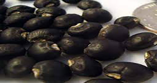 طبع نخود سیاه ؛ طبع نخود سیاه از نظر طب سنتی گرم است یا سرد