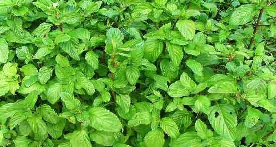 طبع نعناع فلفلی و آشنایی با خواص درمانی و طبع نعناع فلفلی طبع نعناع فلفلی ؛ آشنایی با خواص درمانی و طبع نعناع فلفلی