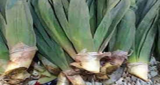 طبع والک ؛ طبع گیاه والک از نظر طب سنتی گرم است یا سرد
