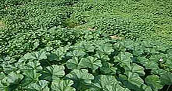 طبع پنیرک ؛ طبیعت مصرف پنیرک برای بدن انسان گرم است یا سرد