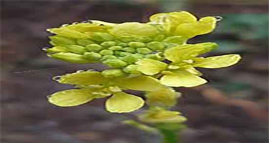 طبع پودر خردل و طبیعت پودر خردل برای بدن کودکان سرد است یا گرم طبع پودر خردل ؛ طبیعت پودر خردل برای بدن کودکان سرد است یا گرم