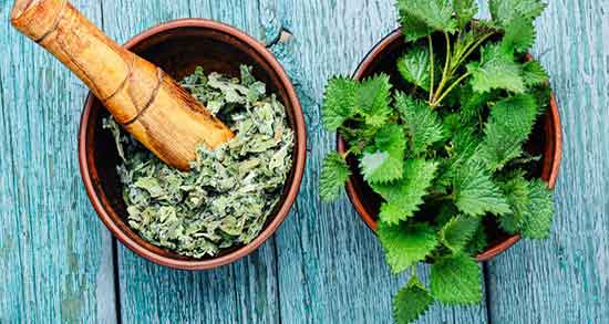 طبع گزنه ؛ طبع دمنوش گزنه و برگ زیتون برای بدن سرد است یا گرم