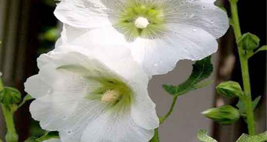 طبع گل ختمی و آشنایی با خواص درمانی و طبع گل ختمی طبع گل ختمی ؛ آشنایی با خواص درمانی و طبع گل ختمی